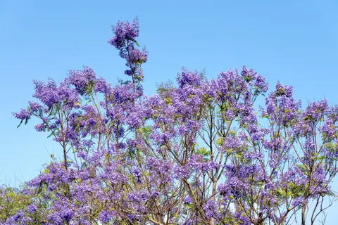 Wisteria 4K Wallpaper · flowers · 3840×2561