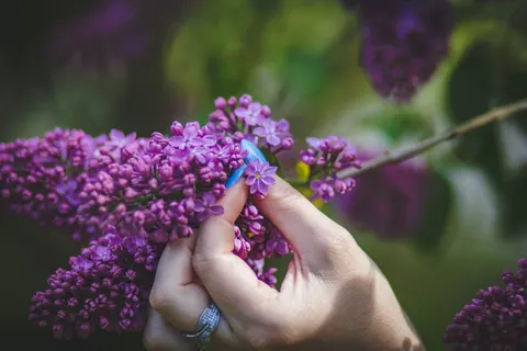 Wisteria 4K Wallpaper · flowers · 3840×2560