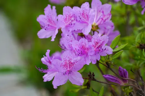 Wisteria 4K Wallpaper · flowers · 3840×2561