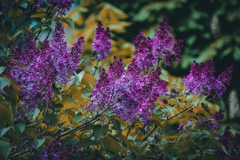 Wisteria 4K Wallpaper · flowers · 3840×2560