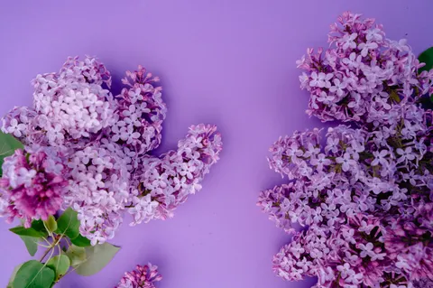 Wisteria 4K Wallpaper · flowers · 3840×2555