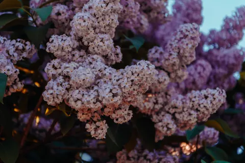 Wisteria 4K Wallpaper · flowers · 3840×2560