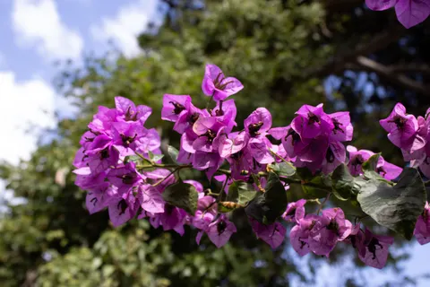 Wisteria 4K Wallpaper · flowers · 3840×2560