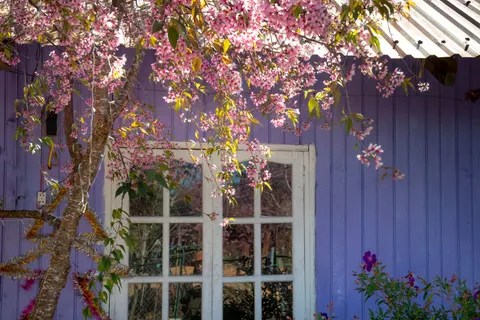 Wisteria 4K Wallpaper · flowers · 3840×2561