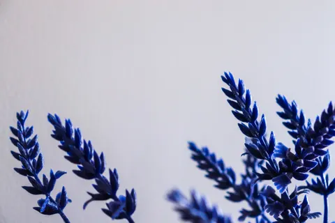 Wisteria 4K Wallpaper · flowers · 3840×2560