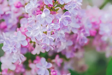 Wisteria 4K Wallpaper · flowers · 3840×2560