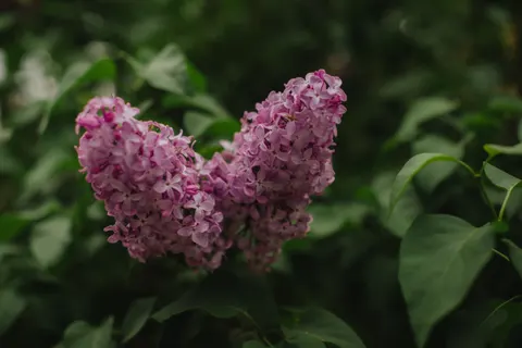 Wisteria 4K Wallpaper · flowers · 3840×2563