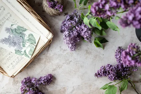 Wisteria 4K Wallpaper · flowers · 3840×2560