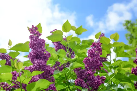 Wisteria 4K Wallpaper · flowers · 3840×2563