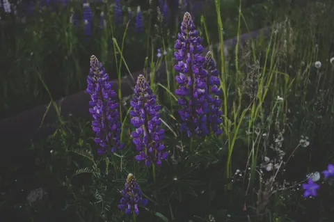 Wisteria 4K Wallpaper · flowers · 3840×2553