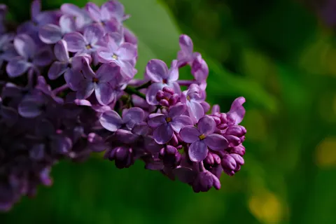 Wisteria 4K Wallpaper · flowers · 3840×2560