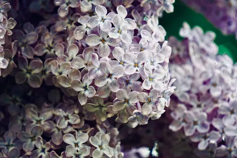 Wisteria 4K Wallpaper · flowers · 3840×2560