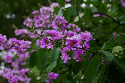 Wisteria 4K Wallpaper · flowers · 3840×2560