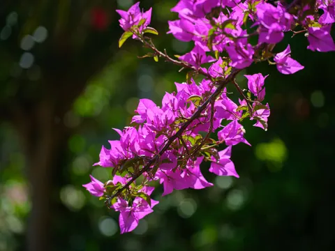Wisteria 4K Wallpaper · flowers · 3840×2880
