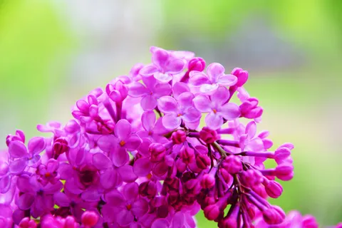 Wisteria 4K Wallpaper · flowers · 3840×2560