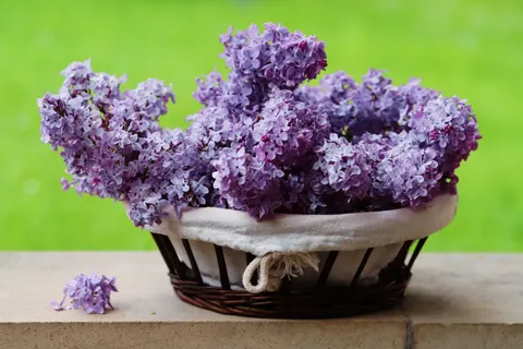 Wisteria 4K Wallpaper · flowers · 3840×2559