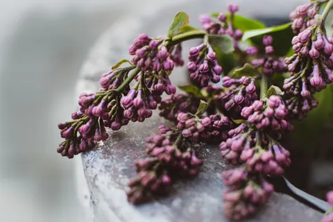 Wisteria 4K Wallpaper · flowers · 3840×2560