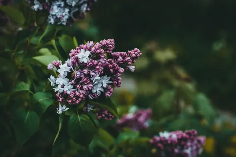 Wisteria 4K Wallpaper · flowers · 3840×2560