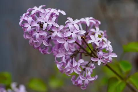 Wisteria 4K Wallpaper · flowers · 3840×2560