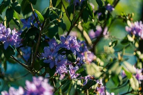 Wisteria 4K Wallpaper · flowers · 3840×2560