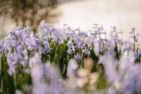 Wisteria 4K Wallpaper · flowers · 3840×2560