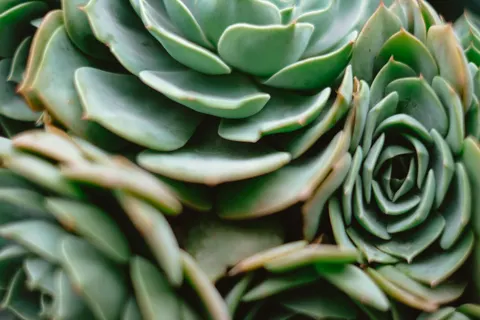 Succulents 4K Wallpaper · flowers · 3840×2560