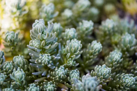 Succulents 4K Wallpaper · flowers · 3840×2560