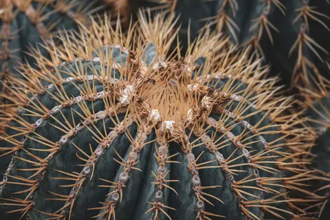 Succulents 4K Wallpaper · flowers · 3840×2560