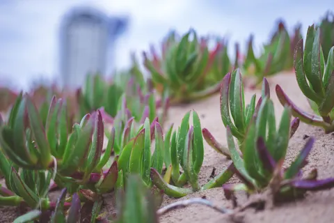 Succulents 4K Wallpaper · flowers · 3840×2560
