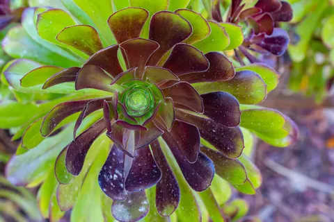 Succulents 4K Wallpaper · flowers · 3840×2560
