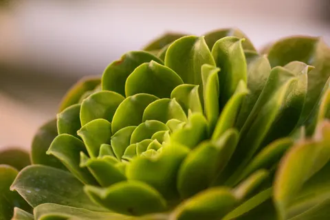 Succulents 4K Wallpaper · flowers · 3840×2560