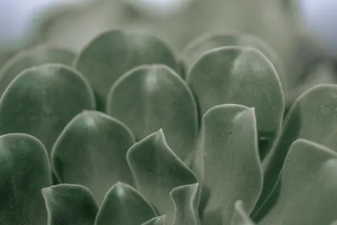 Succulents 4K Wallpaper · flowers · 3840×2560