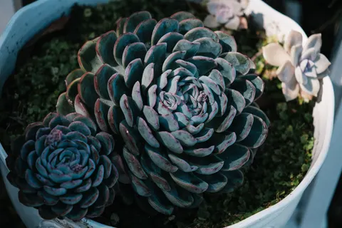 Succulents 4K Wallpaper · flowers · 3840×2560