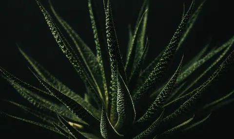 Succulents 4K Wallpaper · flowers · 3840×2285
