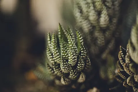 Succulents 4K Wallpaper · flowers · 3840×2560