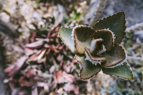 Succulents 4K Wallpaper · flowers · 3840×2560