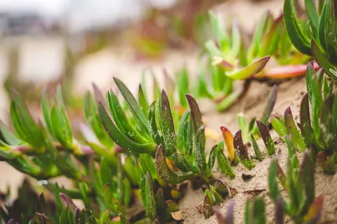 Succulents 4K Wallpaper · flowers · 3840×2560