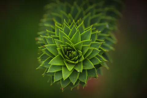 Succulents 4K Wallpaper · flowers · 3840×2560
