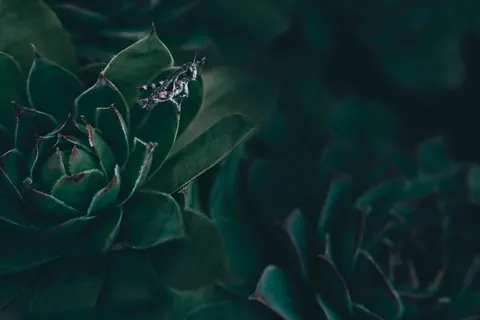 Succulents 4K Wallpaper · flowers · 3840×2560