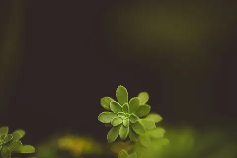 Succulents 4K Wallpaper · flowers · 3840×2560