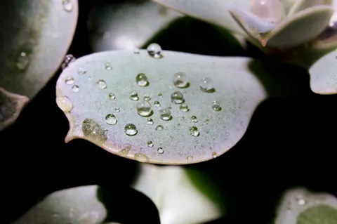 Succulents 4K Wallpaper · flowers · 3840×2553