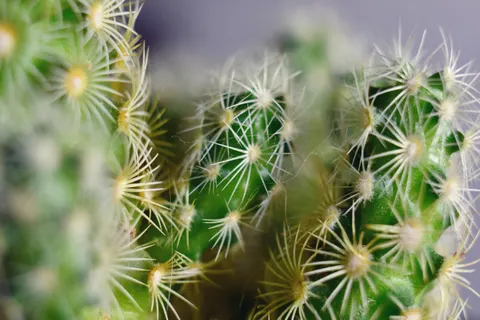 Succulents 4K Wallpaper · flowers · 3840×2560