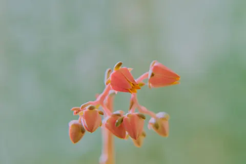 Succulents 4K Wallpaper · flowers · 3840×2560
