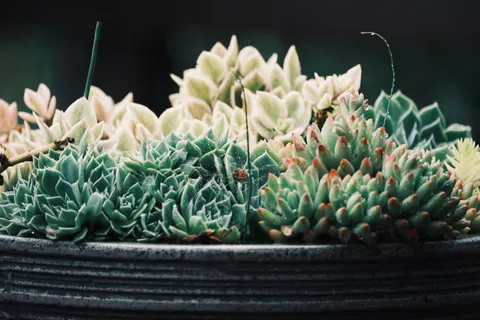 Succulents 4K Wallpaper · flowers · 3840×2560