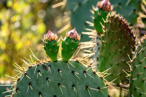 Succulents 4K Wallpaper · flowers · 3840×2561