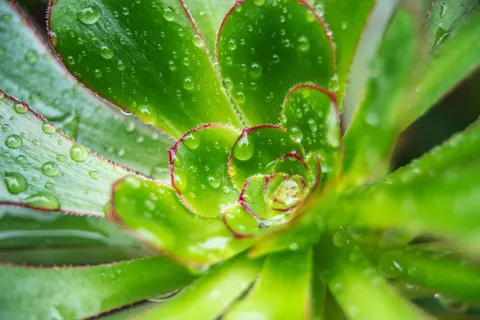 Succulents 4K Wallpaper · flowers · 3840×2560