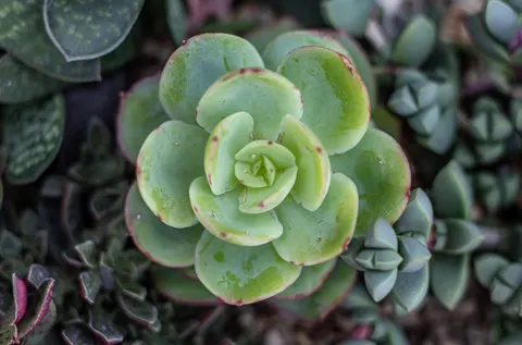 Succulents 4K Wallpaper · flowers · 3840×2535