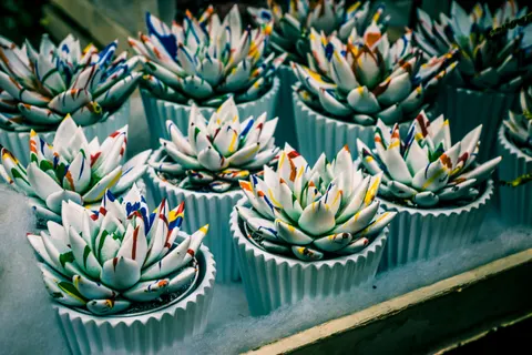 Succulents 4K Wallpaper · flowers · 3840×2560