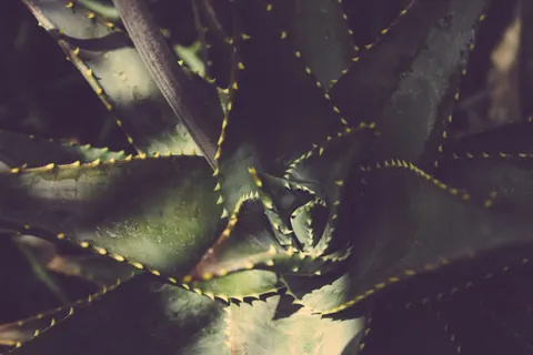 Succulents 4K Wallpaper · flowers · 3840×2560