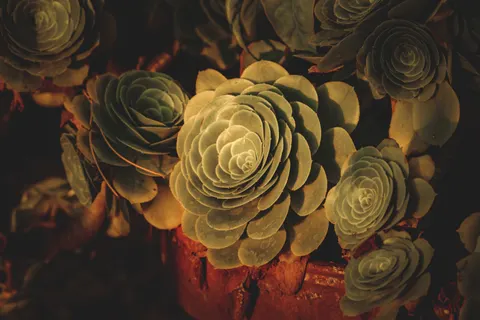 Succulents 4K Wallpaper · flowers · 3840×2560